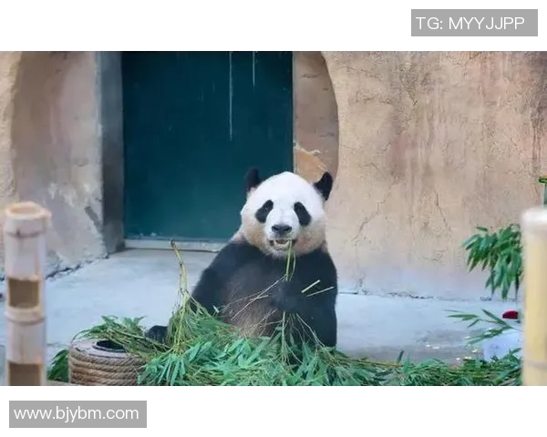 动物与足球明星的相似之处探讨谁更具魅力与灵动性 动物与足球明星的相似之处探讨谁更具魅力与灵动性